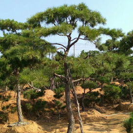 造型油松